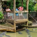 Family leaning over platform feeding alligators in enclosed pond.