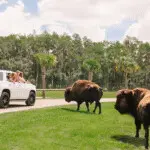 Family watching bison roam freely during drive-thru safari tour.
