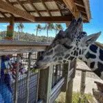 Giraffe eating from visitor’s hand under a shaded feeding deck.
