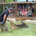 Animal trainer interacts with a large alligator before a crowd.