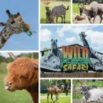 Wild Florida Safari