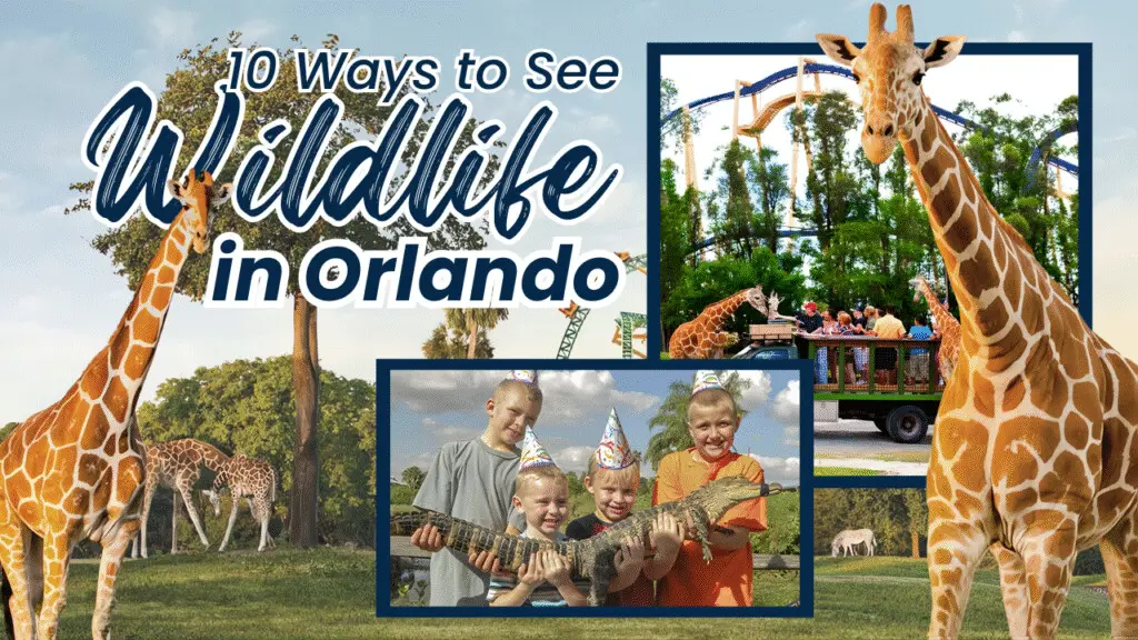 10 Ways to See Wildlife in Orlando