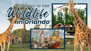 10 Ways to See Wildlife in Orlando