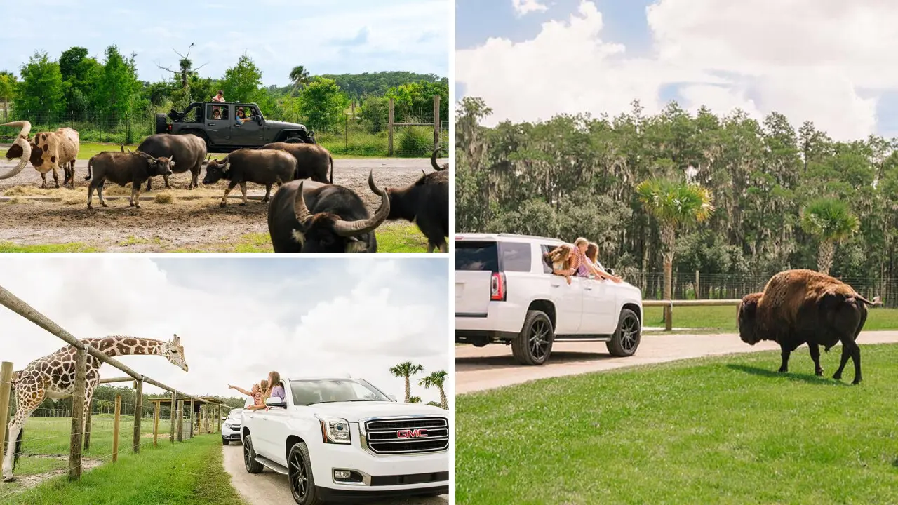 Drive Through a Safari Park