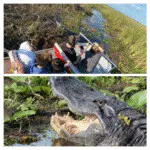 Close-up of alligator showing teeth in Florida swamp