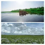 Wide view of Florida swamp with cloudy sky reflection