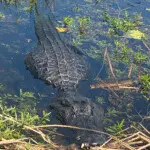 Alligator swimming in shallow water among plants and reeds