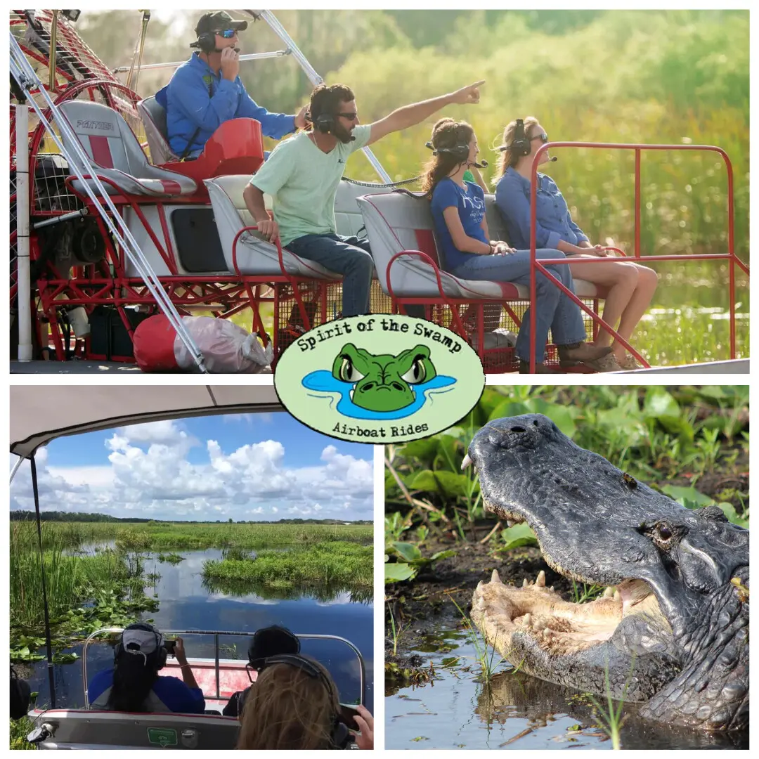 Guests on Spirit of the Swamp airboat tour spotting alligator