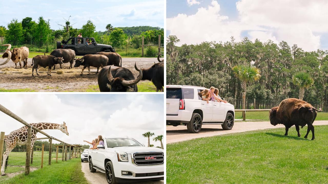 Drive Through a Safari Park